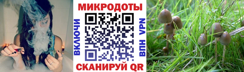hydra зеркало  дарнет шоп  Николаевск  Галлюциногенные грибы Cubensis 